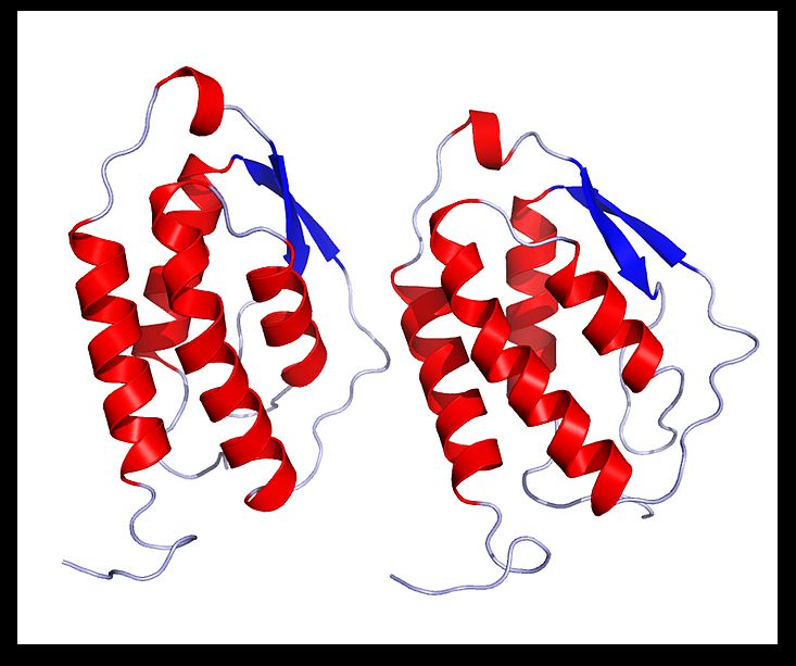 recombinant mouse colony stimulating factor 2 (granulocyte
